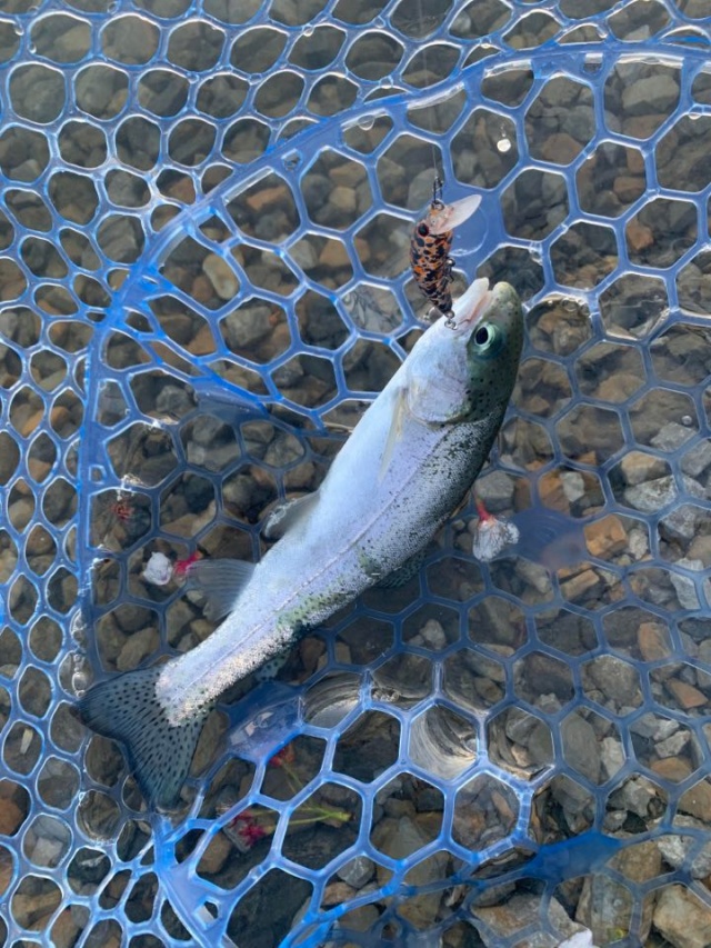 プロショップオオツカ・トラウト部門 ネット通信販売 ブログ写真 2020/04/17