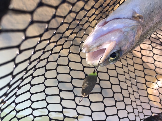 プロショップオオツカ・トラウト部門 ネット通信販売 ブログ写真 2020/05/24