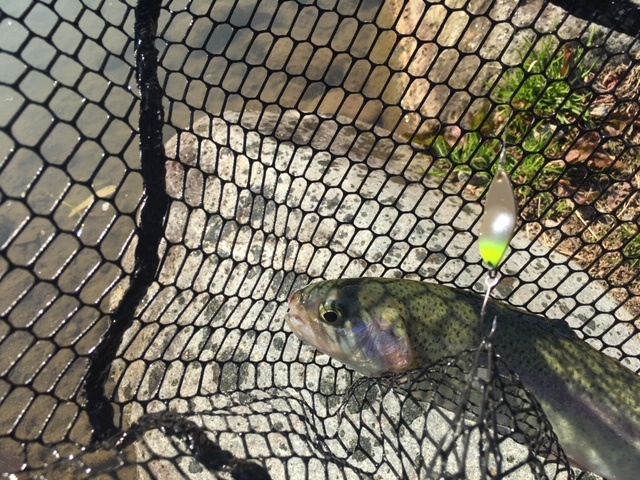 プロショップオオツカ・トラウト部門 ネット通信販売 ブログ写真 2020/05/24