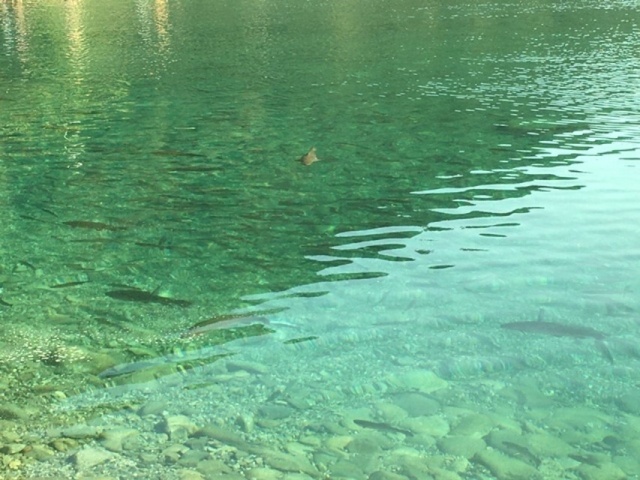 プロショップオオツカ・トラウト部門 ネット通信販売 ブログ写真 2020/11/05