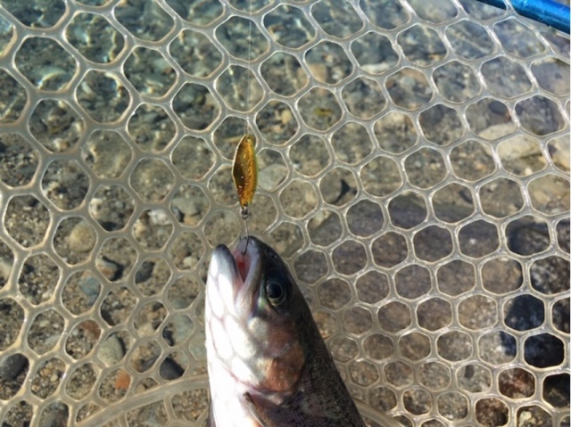 プロショップオオツカ・トラウト部門 ネット通信販売 ブログ写真 2020/11/05