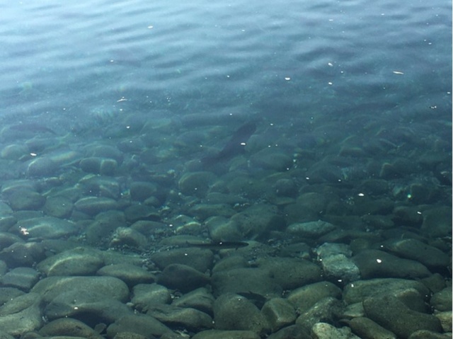 プロショップオオツカ・トラウト部門 ネット通信販売 ブログ写真 2020/11/05