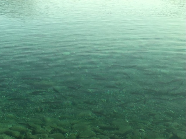 プロショップオオツカ・トラウト部門 ネット通信販売 ブログ写真 2020/11/05