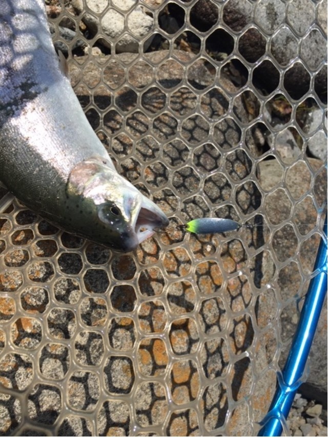 プロショップオオツカ・トラウト部門 ネット通信販売 ブログ写真 2020/11/05