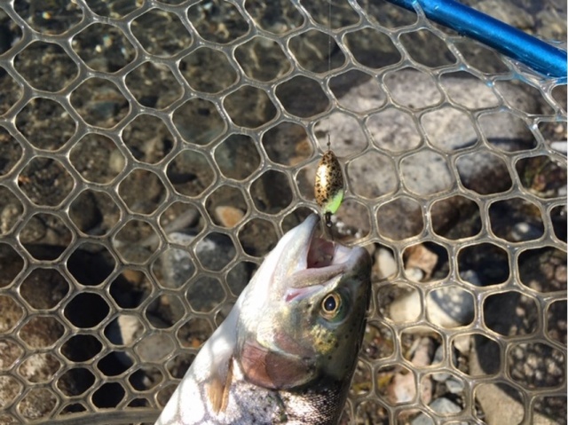 プロショップオオツカ・トラウト部門 ネット通信販売 ブログ写真 2020/11/05