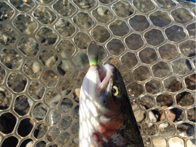 プロショップオオツカ・トラウト部門 ネット通信販売 ブログ写真 2020/11/05