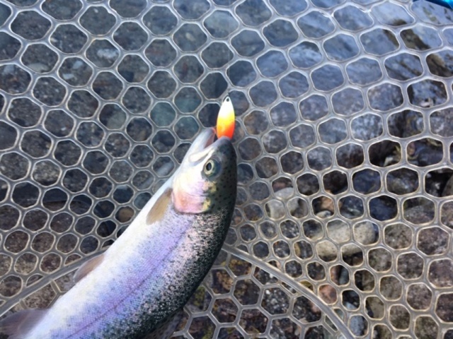 プロショップオオツカ・トラウト部門 ネット通信販売 ブログ写真 2020/11/05